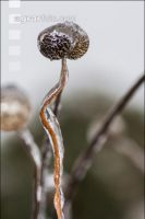 Eisregen 23