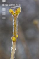 Eisregen 20