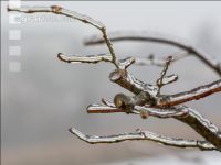 Eisregen 19