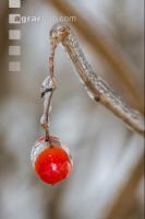 Eisregen 18