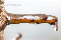 Eisregen 15