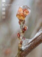 Eisregen 14