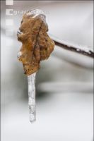 Eisregen 13