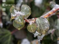 Eisregen 11