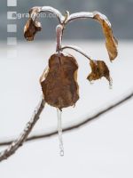Eisregen 7