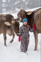 Kinder mit Braunviehkuh 3