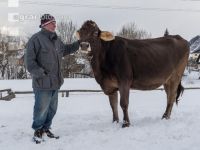 Landwirt und Braunviehkuh 3