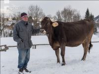 Landwirt und Braunviehkuh 2