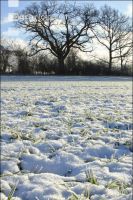 Getreidefeld Winter 3
