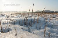 Senfstoppel im Schnee 8
