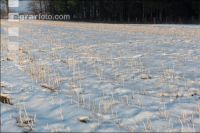 Senfstoppel im Schnee 7