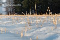 Senfstoppel im Schnee 6