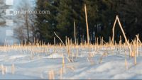 Senfstoppel im Schnee 5
