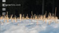 Senfstoppel im Schnee 4