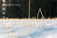 Senfstoppel im Schnee 3