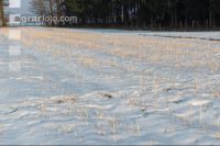 Senfstoppel im Schnee 2