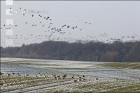 Wildgänse Getreide