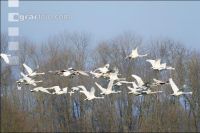 Schwäne im Flug