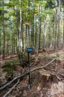 Wald vermessen 2