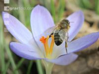 Biene Frühling 5