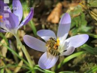Biene Frühling 6