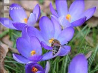 Biene Frühling 8