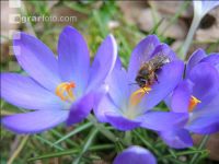 Biene Frühling 7