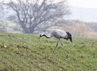 Kranich Futtersuche Getreide