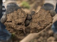 Compresse soil 1