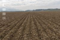 Maisernterückstände Mulch 4