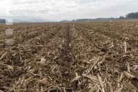 Maisernterückstände Mulch 3