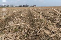 Maisernterückstände Mulch 1