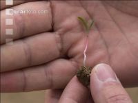 Sugar beet germination 4