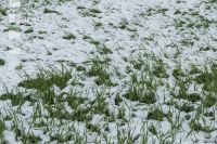 Später Wintereinbruch Gerste 10