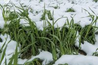 Später Wintereinbruch Gerste 13
