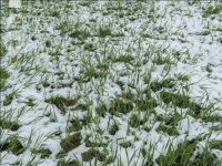 Später Wintereinbruch Gerste 14