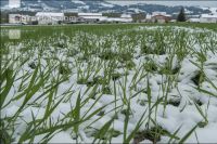 Später Wintereinbruch Gerste 15