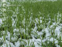 Später Wintereinbruch Gerste 16