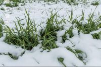 Später Wintereinbruch Gerste 17