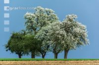 Mostobst Blüte 38