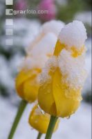 Später Winter Gartenblumen 4