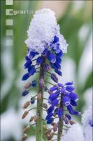 Später Winter Gartenblumen 3