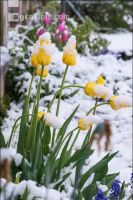 Später Winter Gartenblumen 1