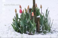 Später Winter Gartenblumen 5