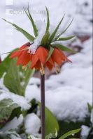 Später Winter Kaiserkrone 