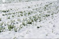 Später Wintereinbruch Gerste 9