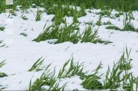 Später Wintereinbruch Gerste 2