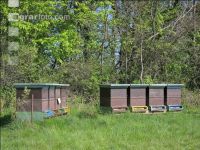 Bienenstöcke Wald 3