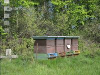 Bienenstöcke Wald 2