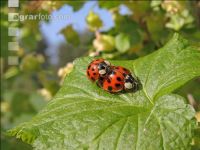 Asian ladybird 11